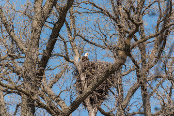 Bald Eagle In Her Nest In Spring