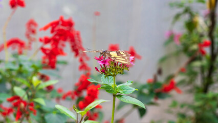 Fototapeta na wymiar Butterfly pollinating the flower