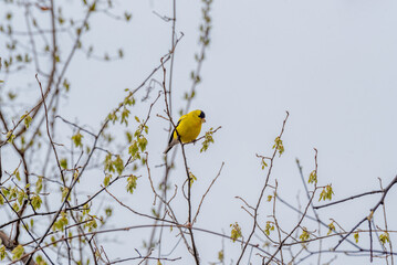 Goldfinch Perched In A Tree In Spring