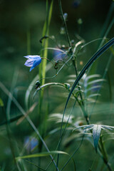 Bluebell in the grass close-up. Vertical orientation.