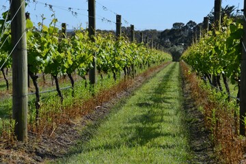 Fototapeta na wymiar Rows of chardonnay grapes in vineyard