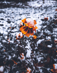 orange flower in water