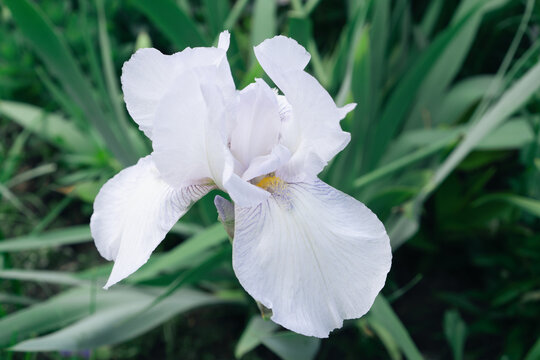 Beautiful iris flower of white color.