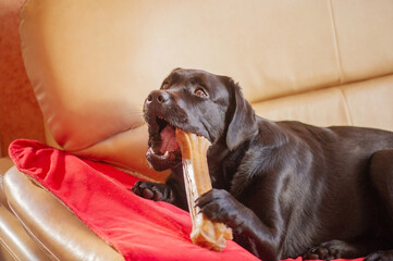 A black Labrador retriever dog with a bone. The pet is lying on the sofa on the blanket.