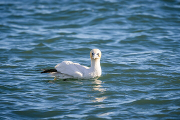 The gannet 