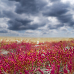 dry saline land with red grass under a dramatic dense cloudy sky