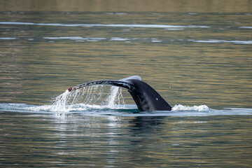 The humpback whale © Konrad