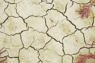closeup dry cracked saline land, natural calamity background