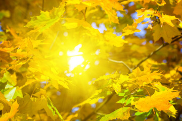 sparkle sun push through the red dry maple tree branch, natural autumn forest background