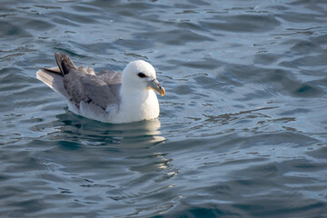 The fulmar