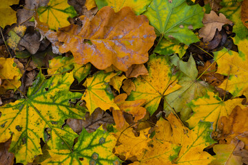 red dry maple leaves lie on ground, natural seasonal outdoor background