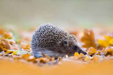 little hedgehog in red dry autumn leaves, beautiful seasonal natural animal scene
