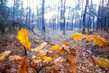 closeup small red dry oak tree in forest, natural seasonal background