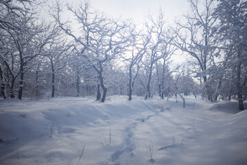 quiet forest glade in snow in light of sun, winter snowbound forest scene