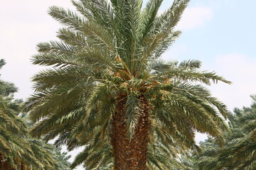 Fototapeta na wymiar Date palm in a city park in Israel.