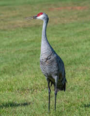 Obraz premium Sandhill Crane Standing