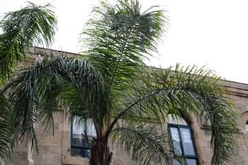 Fototapeta na wymiar Date palm in a city park in Israel.