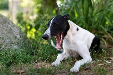 Closeup of an adorable Smooth Fox Terrier dog in a park