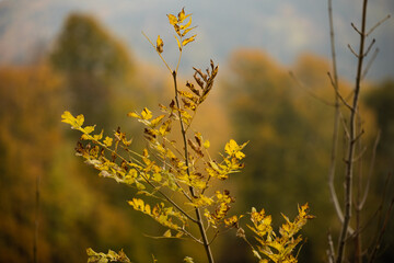 autumn tree © Zuzanna