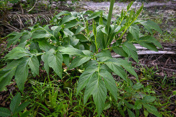Tacca leontopetaloides is a species of flowering plant in the yam family Dioscoreaceae. leaves of the tacca plant.