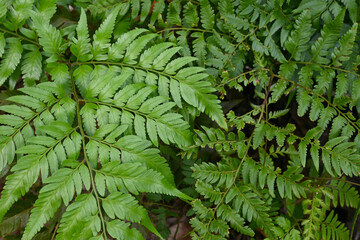 Abstract background of ferns (Pteridophyta) leaves.	