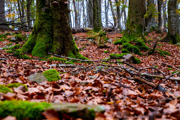 Waldboden im Herbst 