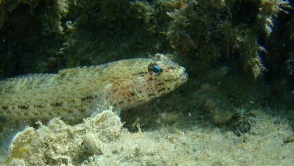 Slender goby (Gobius geniporus) close-up undersea, Aegean Sea, Greece, Halkidiki
