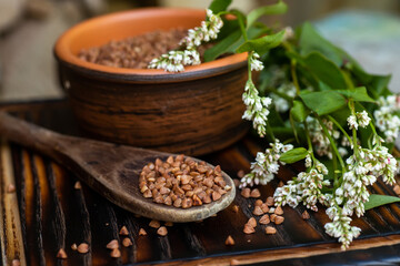 Buckwheat flowers. The seed of healthy cereals in the village kitchen. Dry Tartary buckwheat groats in a wooden spoon next to a bouquet of Fagopyrum blossoms.