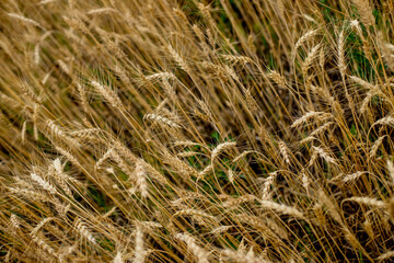 Gold Wheat Field in sunny day. Concept of great harvest and productive seed industry