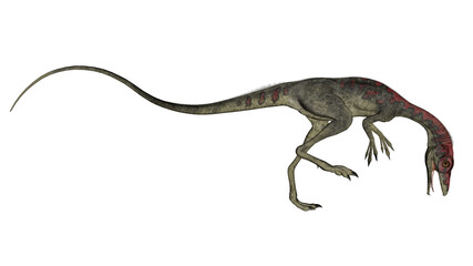 Obraz na płótnie Canvas Compsognathus dinosaur walking - 3D render