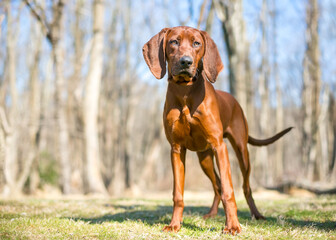 A red Vizsla x Hound mixed breed dog standing outdoors