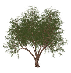 French tamarisk, tamarix gallica, tree - 3D render