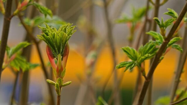 Emerging flowers and foliage of Acer pseudoplatanus shivering in the breeze
