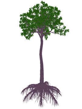 Glossopteris prehistoric tree - 3D render