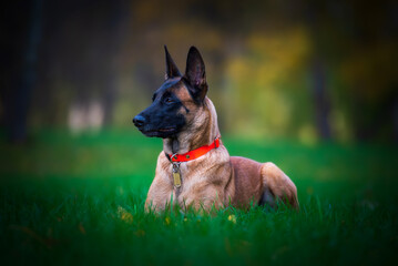 Portrait of young belgian shepherd malinois dog in the park