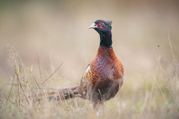 pheasant in the grass
