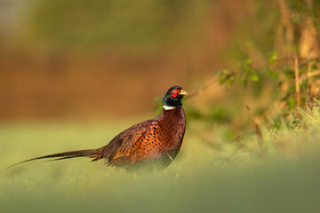 pheasant