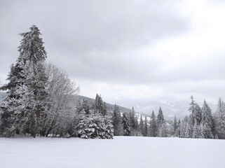 beautiful winter landscape with snow-covered christmas trees.