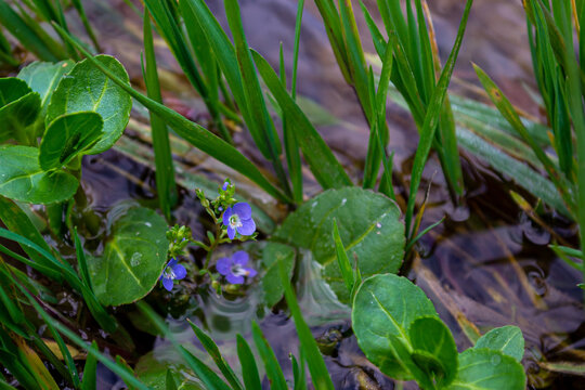 Three blue flowers Veronica brook growing among lake waters