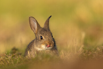 Bunny