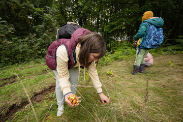 Mother and children searching mushrooms in the wild forest. Woman hold buttercup mushroom.