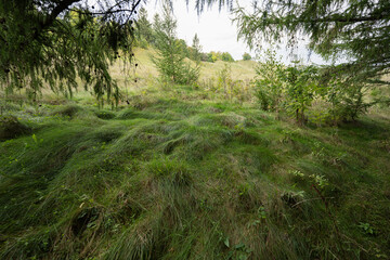 Tall green grass in a coniferous forest at autumn.