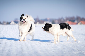 Dwa psy rasy landseer bawią się na śniegu 