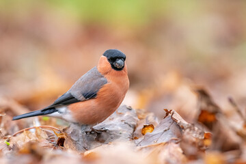 Bullfinch