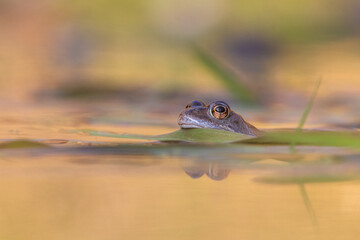 frog in the pond
