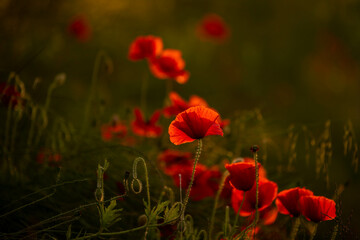 Fototapeta premium field of poppies