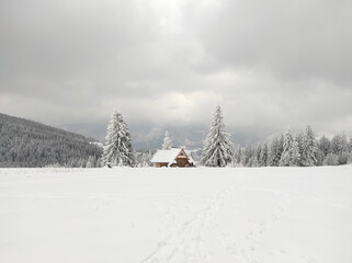 natural mountain landscape. magical winter forest. spruces snow covered.