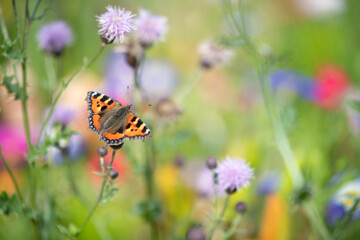 butterfly on a flower