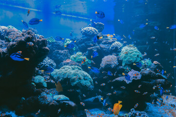 Plakat coral reef and fishes