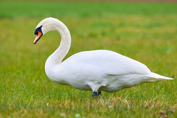 Mute swan on a field in spring season (Cygnus olor)